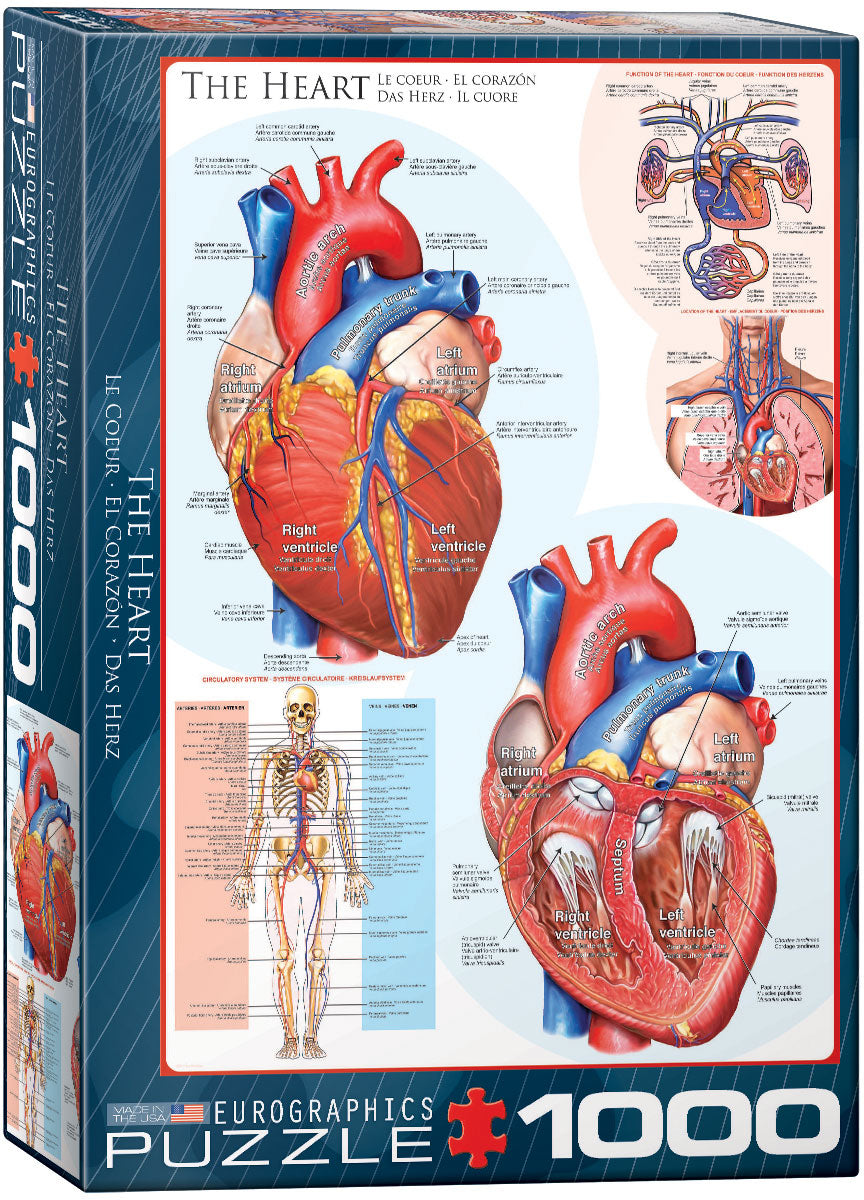 The Heart | Le Coeur
