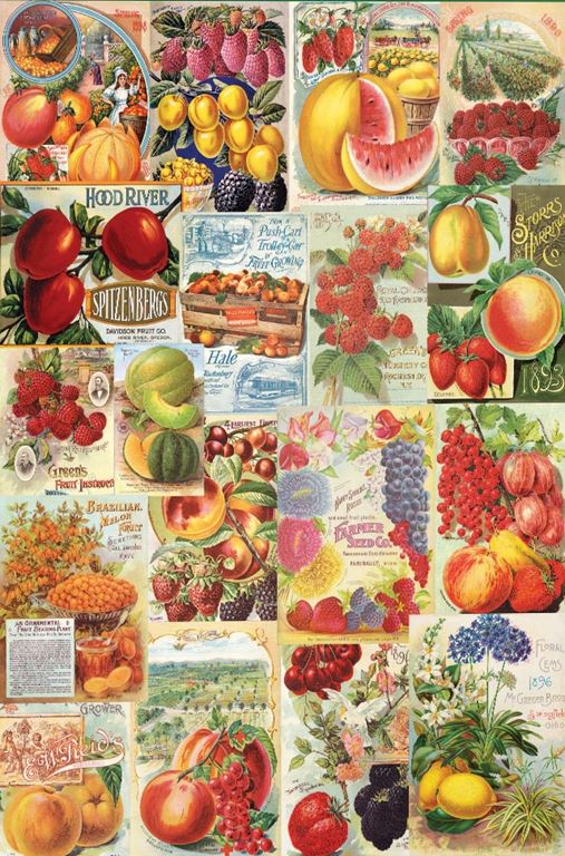 Fruits - Smithsonian Seed Catalogue Collection