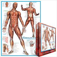 Muscular System