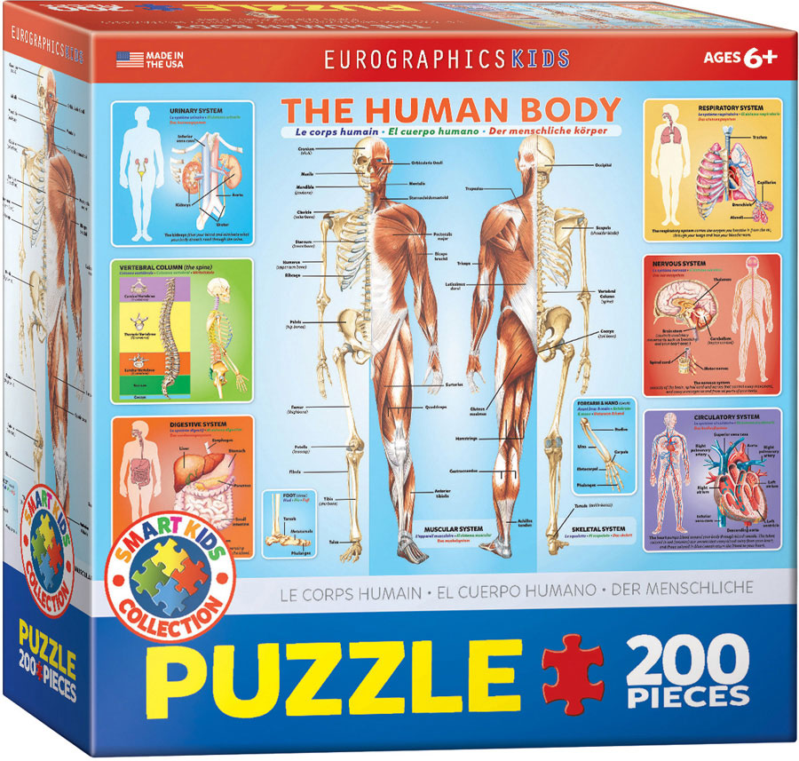 Human Body