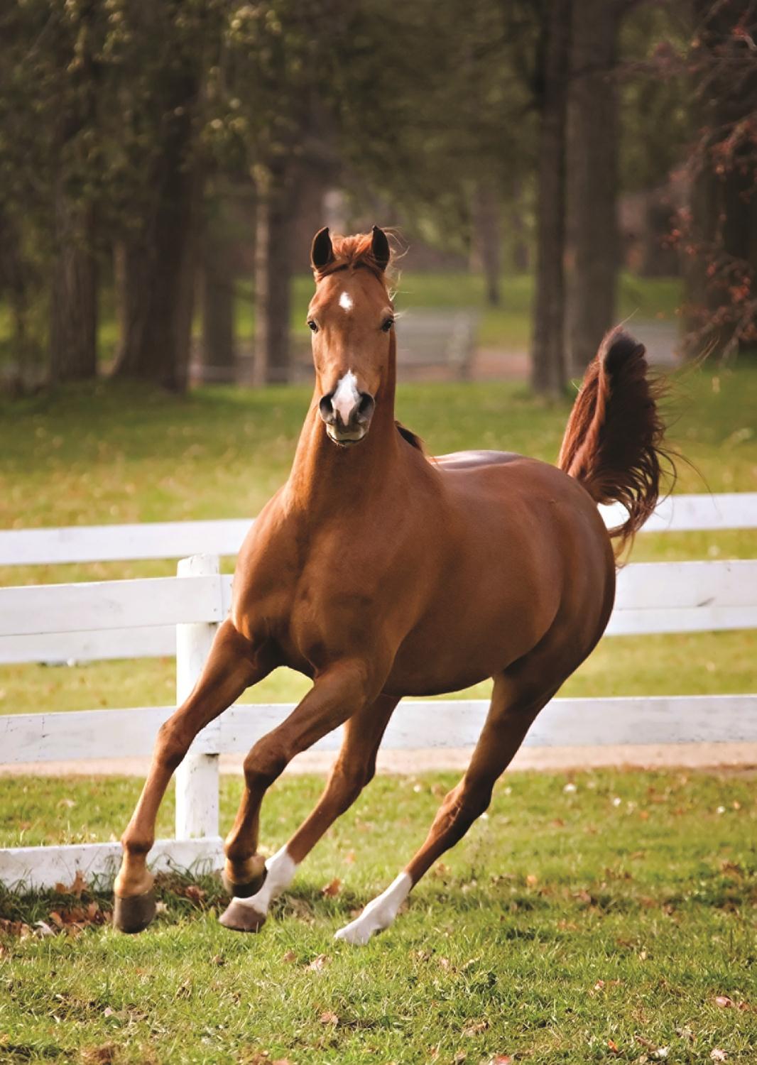 Playful Foal, Shelley Paulson