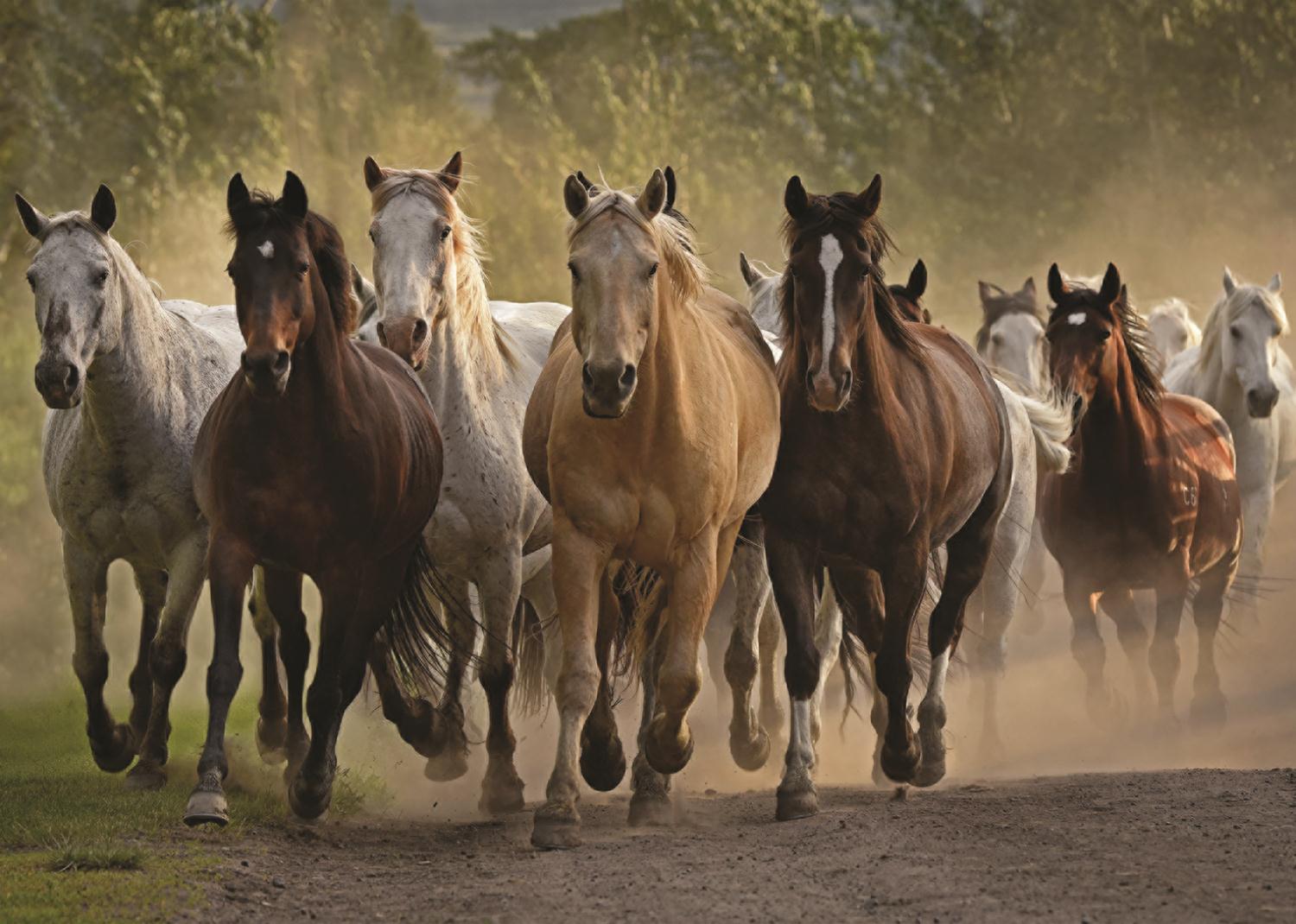 Team of Horses, Tony Stromberg