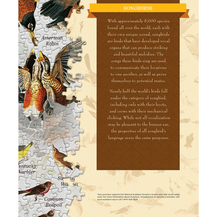 Affiche art - oiseaux chanteurs Audubon