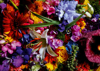 Bright Lily, Makoto Azuma