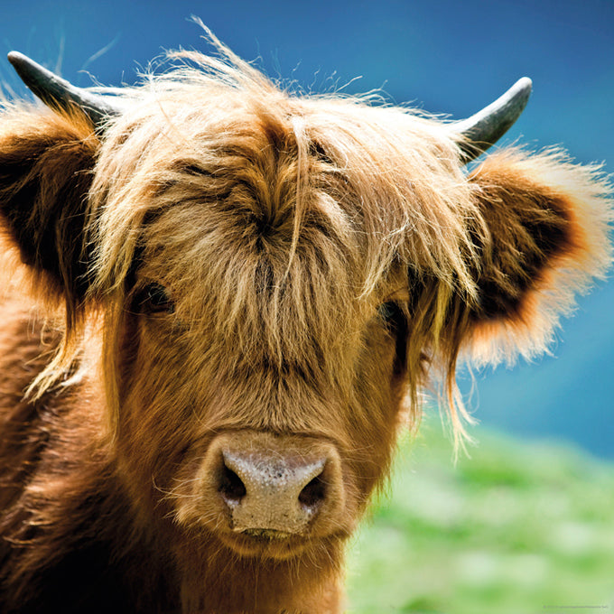 Highland Cow
