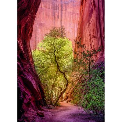 Power of Nature - Singing Canyon (1000pcs)