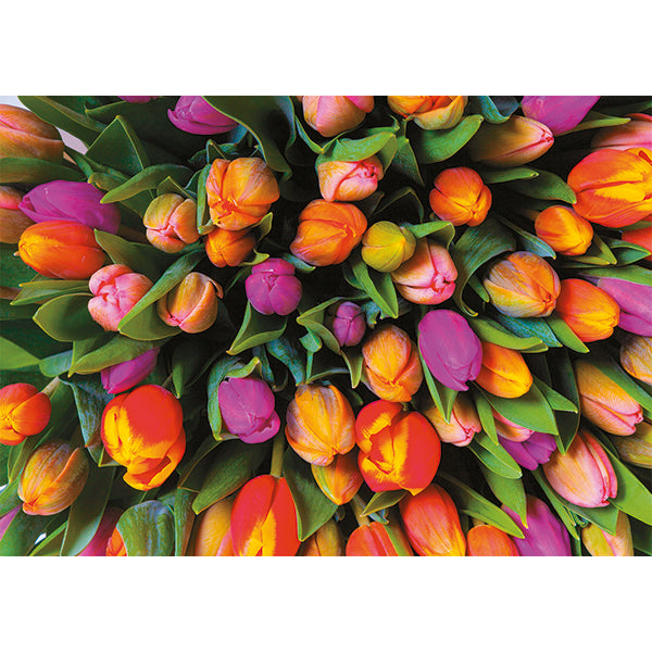 Tulips (1000pcs)