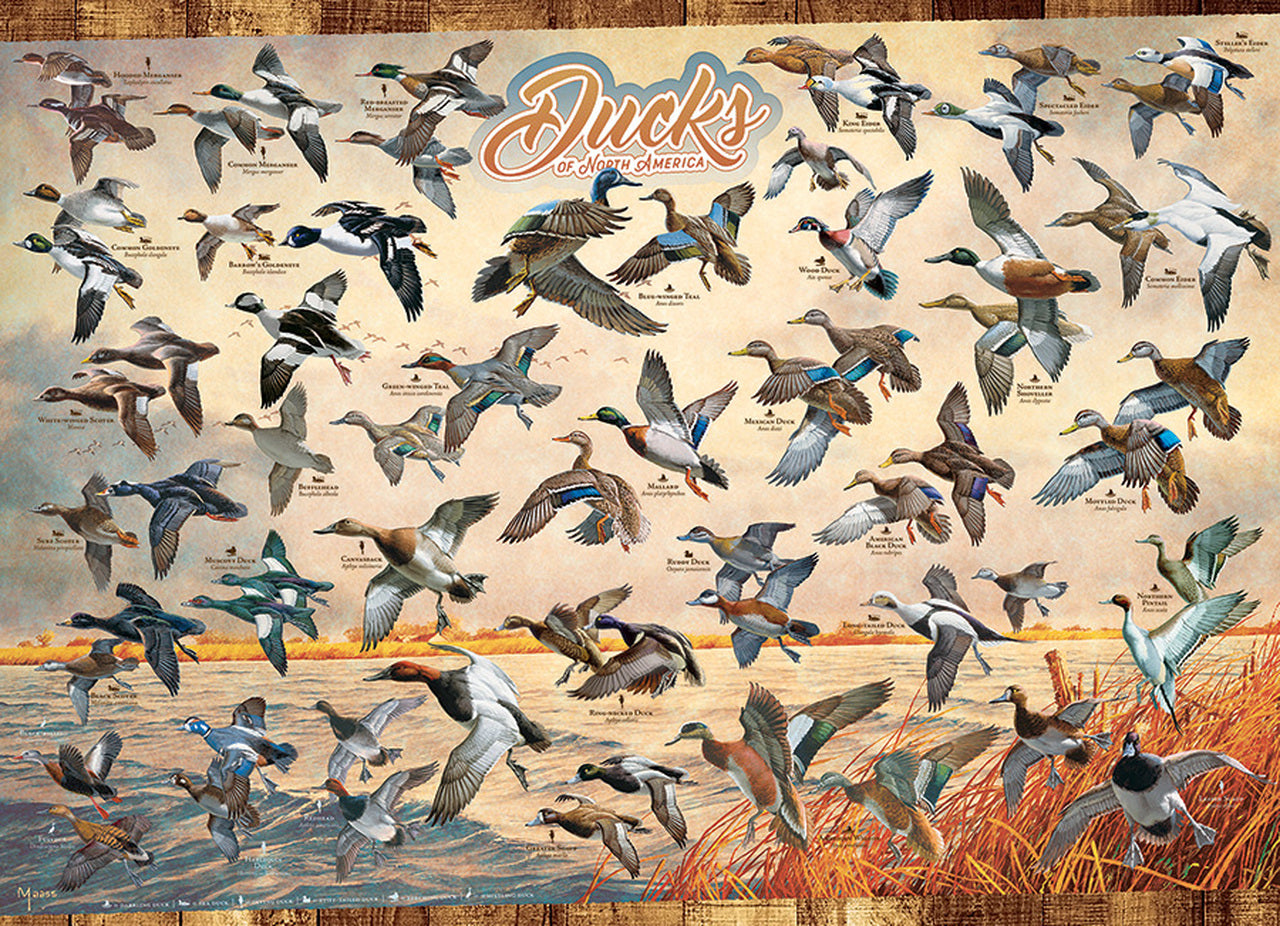 Ducks of North America