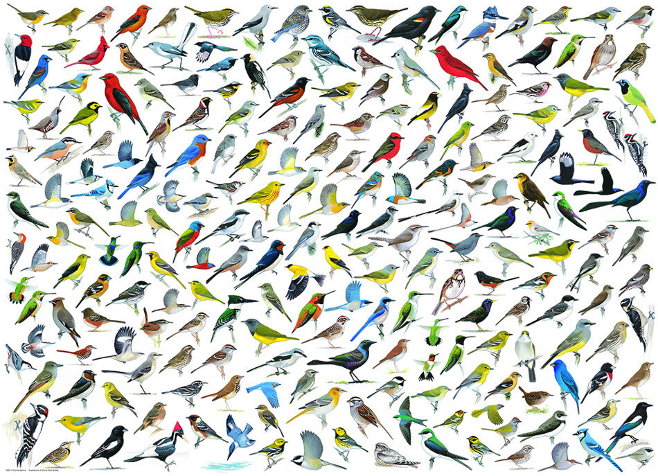 The World of Birds (2000pcs)