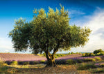 Olive Tree dans Provence