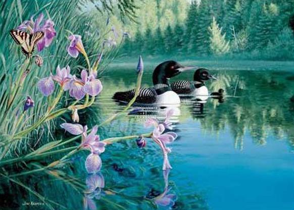 Iris Cove Loons