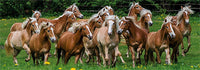 Haflinger Horses (Chevaux Haflinger)