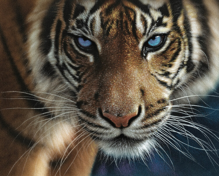 Hart Blue Eyes, Collin Bogle