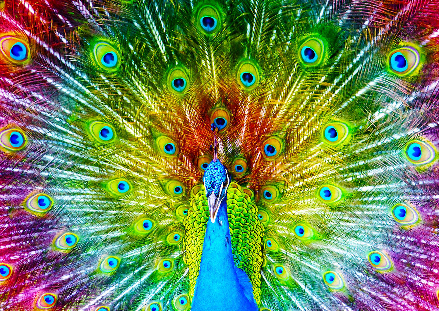 Enjoy- Colorful Peacock (1000pcs)