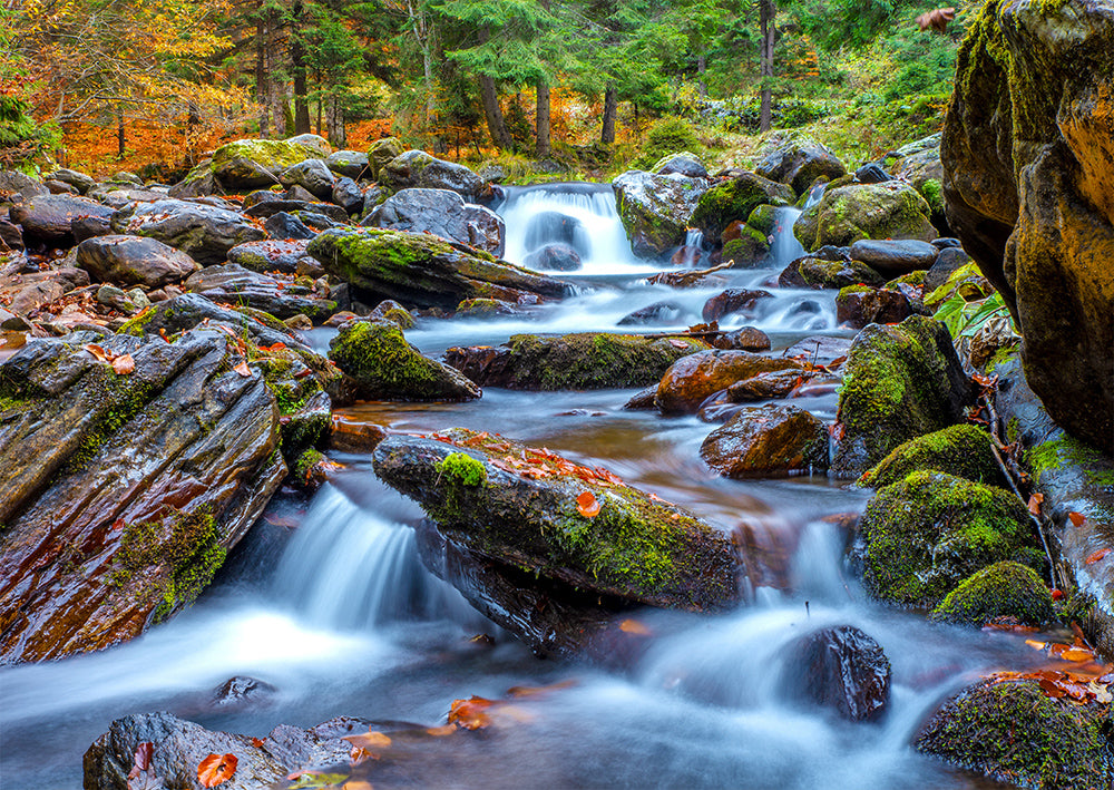 Enjoy- Forest Stream in Autumn (1000pcs)