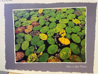 PFG Fern Lake Flora (utilisation / utilisée - puzzles pour de bon)