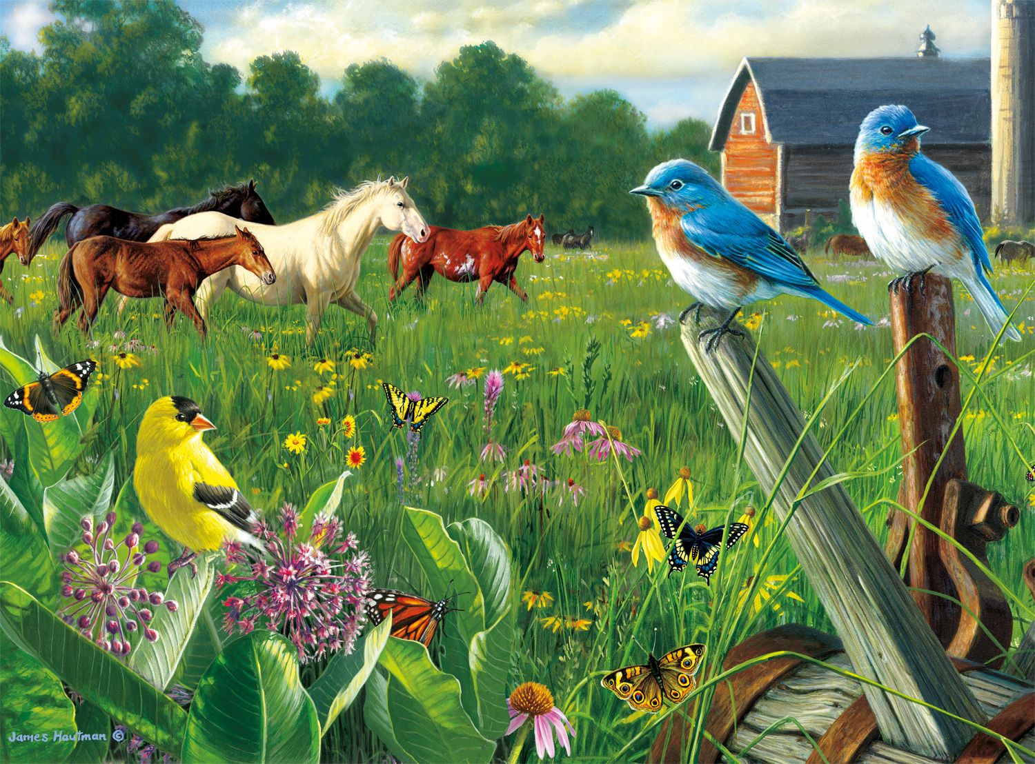DMG Country Meadow (DAMAGED BOX)