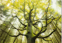 Dream Tree, Stefan Hefele