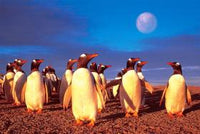 Le monde du pingouin