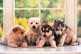 Little Doggies