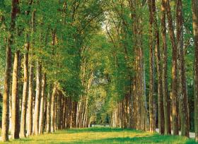 Tree-Lined Road