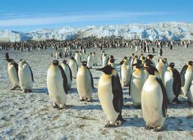 Pingouins empereur