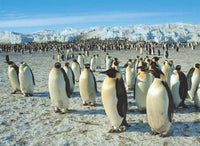 Pingouins empereur