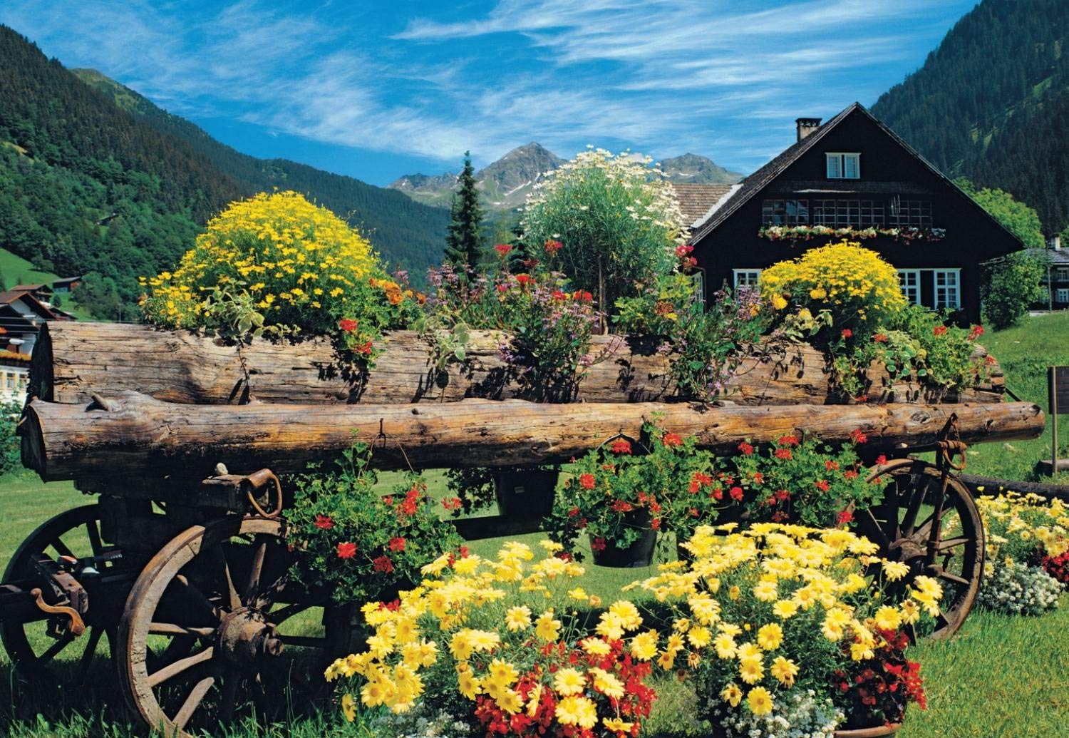 Alpine Flowers