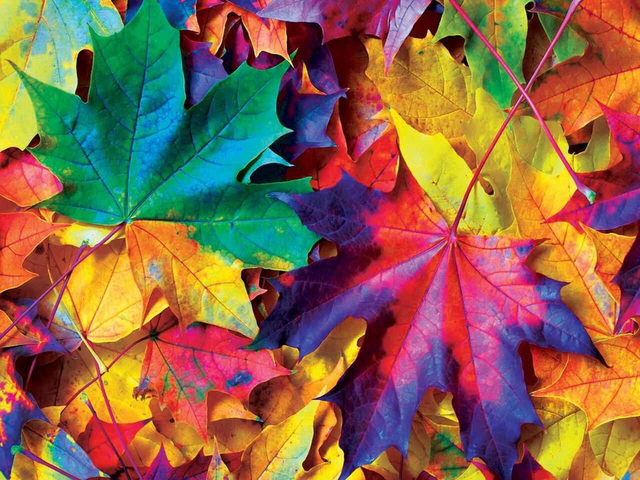 Brilliance - Fall Frenzy