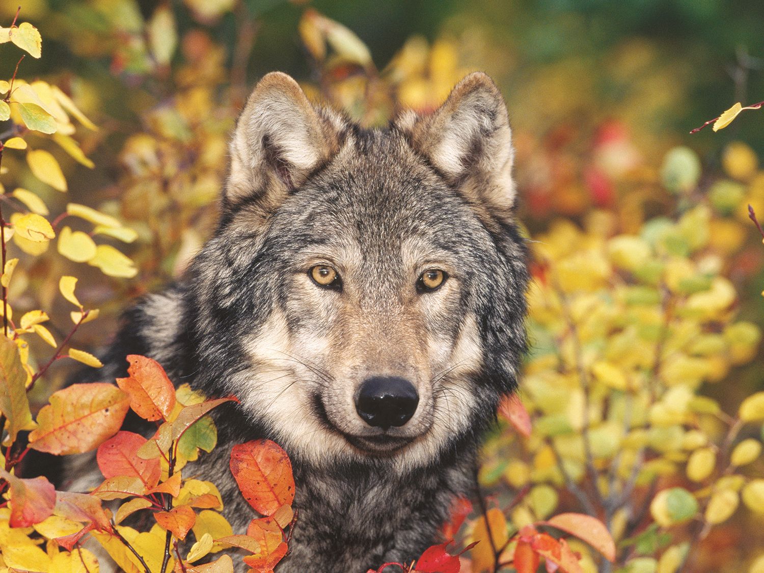 Autumn Gray Wolf