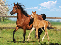 Mare and Foal