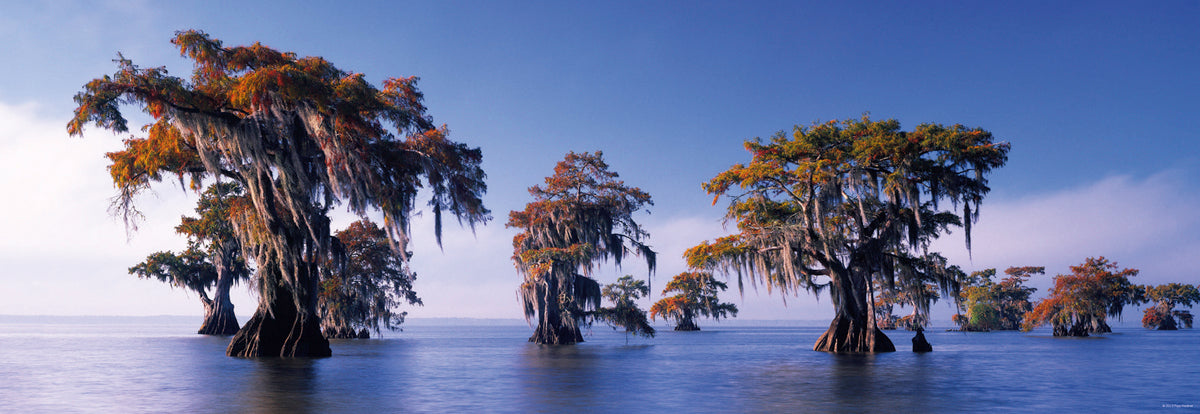Bald Cypresses - Atchafalaya River, USA (Panorama)