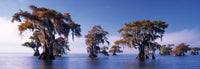 Cyprès chauves - Atchafalaya River, États-Unis (Panorama)