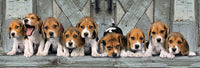 Beagles (Panoramic)