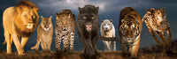 Big Cats, Grands Félins (Panoramic Puzzle)