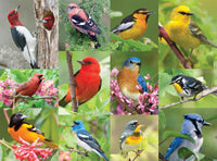 Birds of a Feather, Leaman Photography