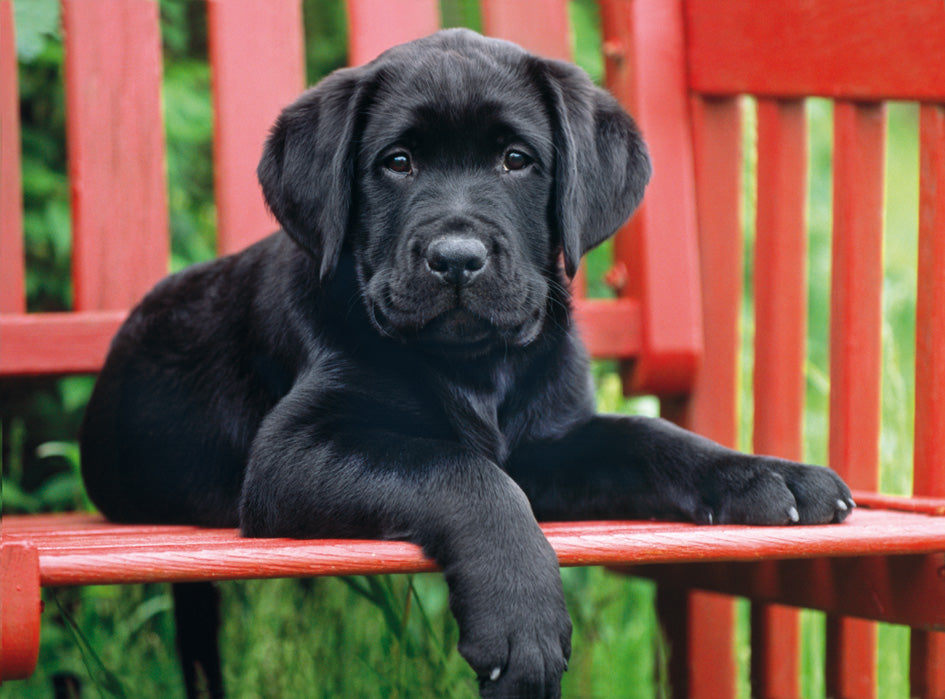 The Black Dog