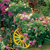 Blooming Cart, Glen Jones