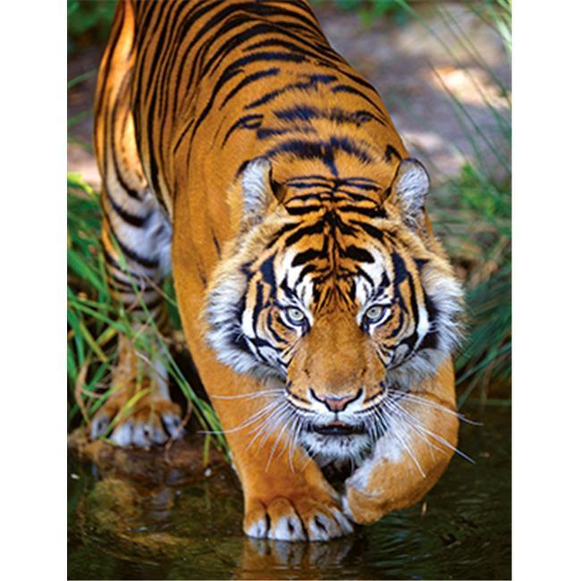 Bengal Tiger