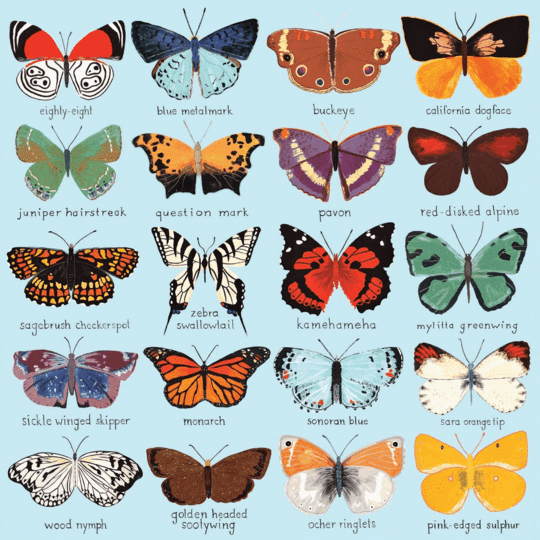 Butterflies Of North America