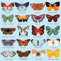 Butterflies Of North America