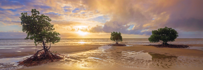 Cape Tribulation, Daintree National Park, Queensland - Australie (Panorama)
