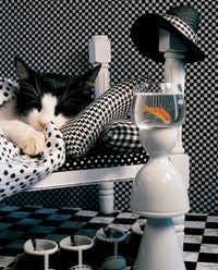Checkerboard Cat