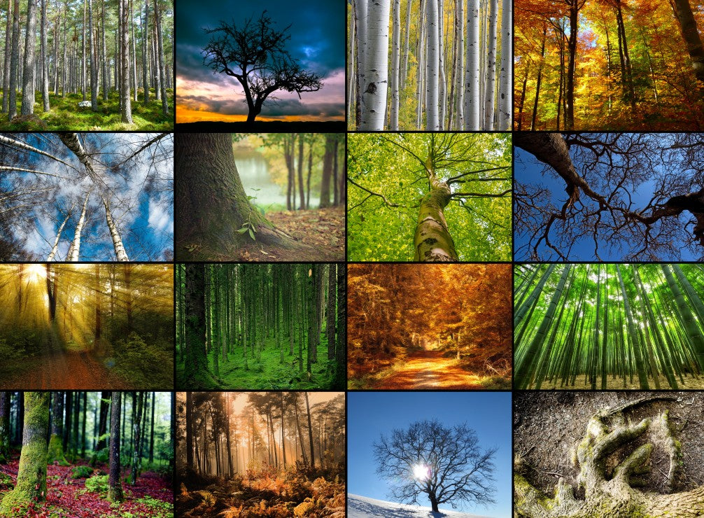 Collage - Trees (2000pcs)