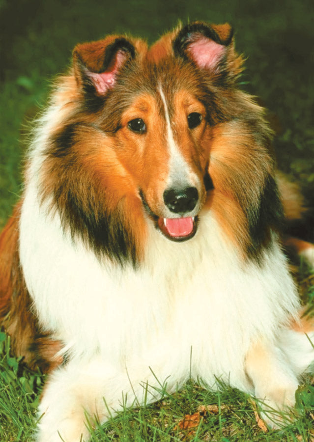 Animaux Mini Puzzle (Collie)