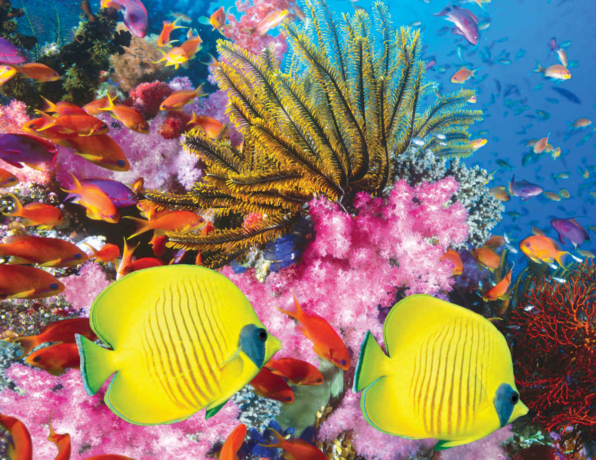 Coral Carnival - Puzzles-to-Remember