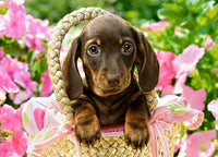 Mignon Dachsund, Greg Cuddiford