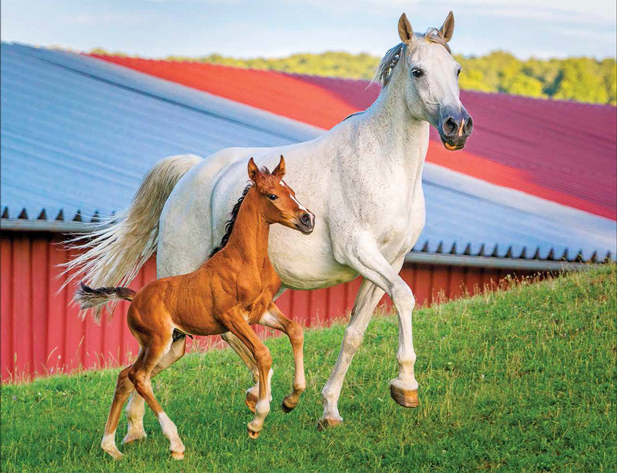 Horses de la ferme de maman et de bébé