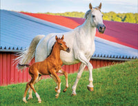 Mommy and Baby Farm Horses