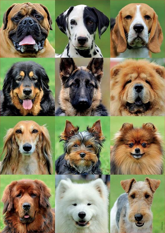Collage de chiens